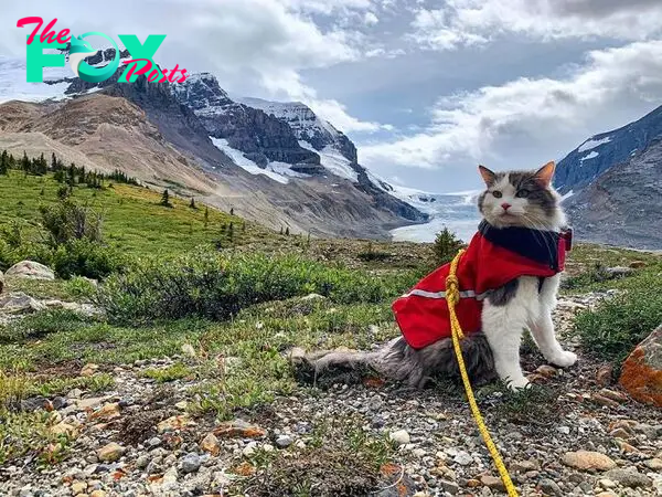 Gary The Adventure Cat