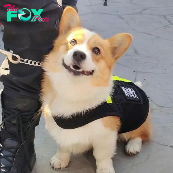 Chú chó Corgi làm nhiệm vụ trong đồn cảnh sát gây bão vì vẻ ngoài “ngoan xinh yêu” - 6