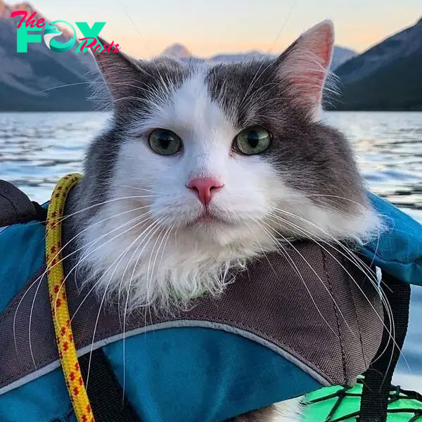 Gary The Adventure Cat