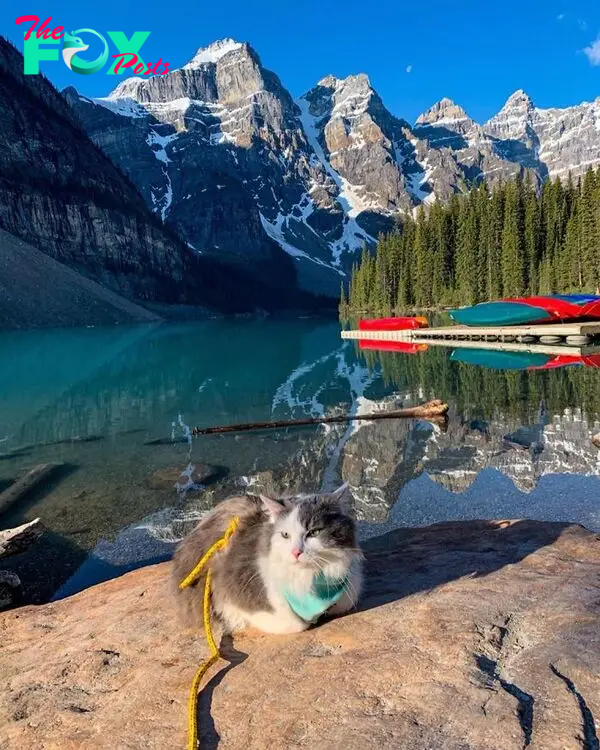 Gary The Adventure Cat