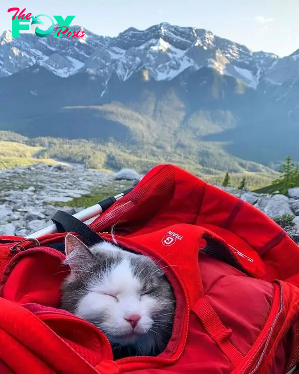 Gary The Adventure Cat