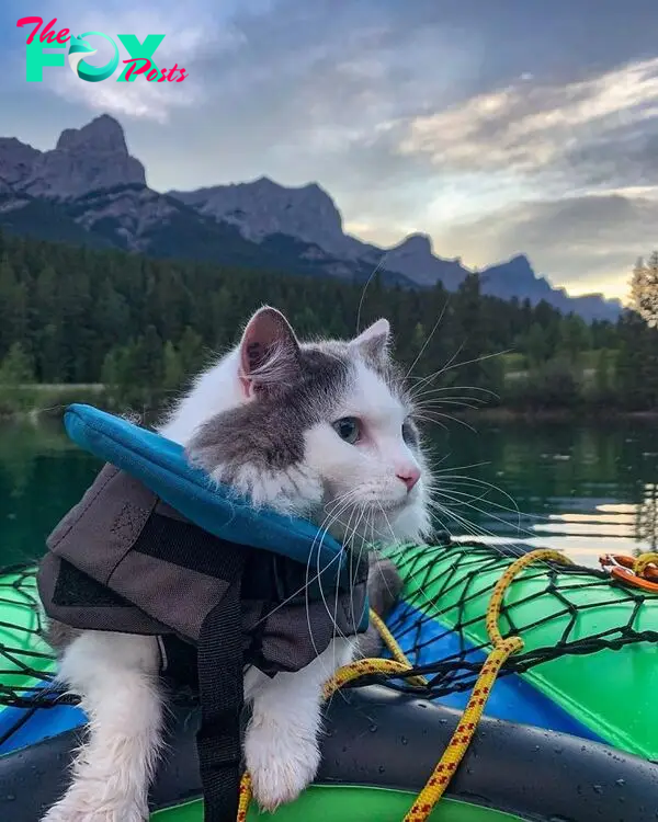 Gary The Adventure Cat