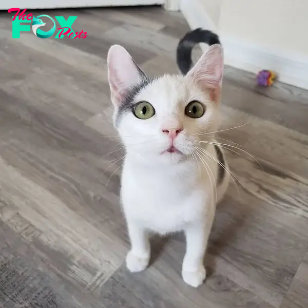 kitten cute big eyes