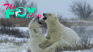 Polar bears in the new Netflix nature series Our Living World