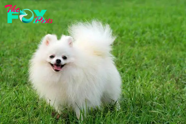 The cutest dog - Pomeranian