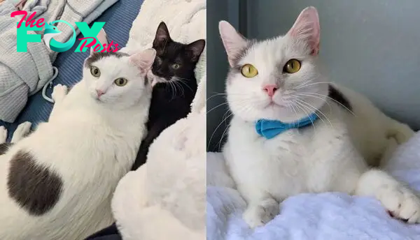 Cat Spent Three Years to Find the Perfect Home and a Kitten to Be His Lifelong Friend