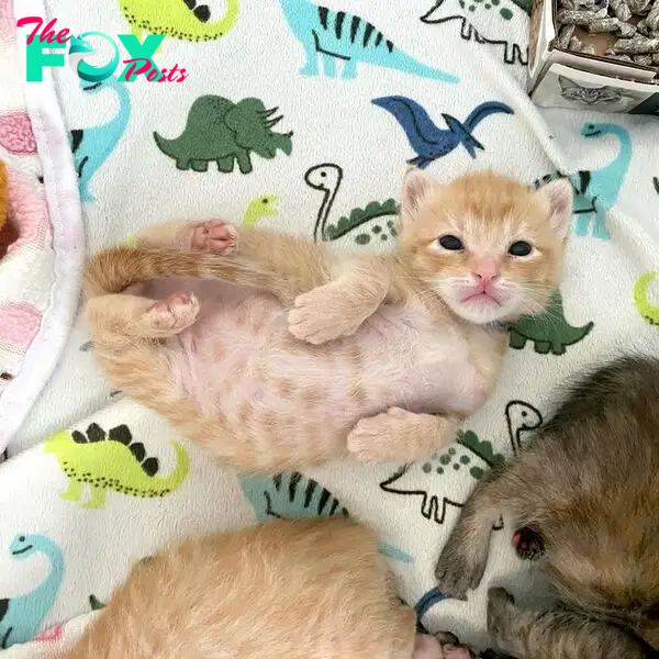 rolling around belly kitten