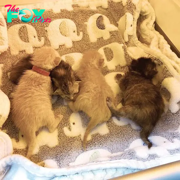 newborn kittens rescued
