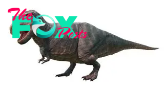 A 3D digital image showing Sue. There is no evidence that Tyrannosaurus rex had feathers.