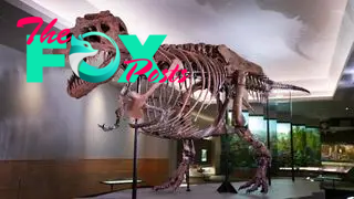 Sue, one of the most complete Tyrannosaurus rex specimens.