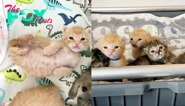 Tiny Cries from a Truck Lead People to Six Kittens, Now They Spend First Easter in Comfort and Warmth