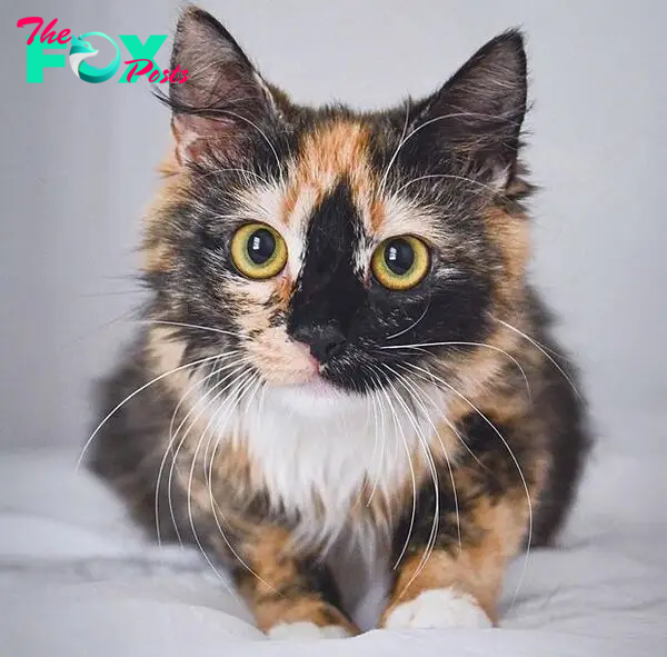 calico kitten cat