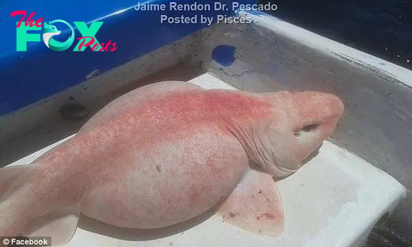 Fishing for "alien" sea monsters in Mexico - 3