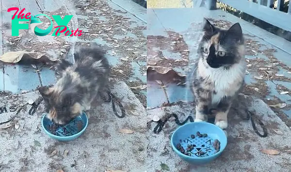 stray cat kitten hungry