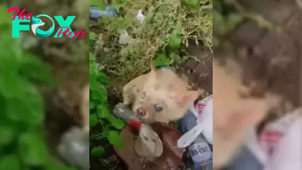 Desperate Dog Was Begging Rescuers To Help Her Blind Friend Who Was Dumped Like The Trash