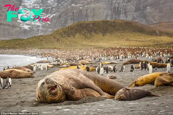 Breeding ground: Gold harbour, situated between South America and Antarctica in the South Pacific Ocean, is also home to large numbers of King Penguins - but unlike the seals, these animals will have only one mate per breeding season - and may mate for life
