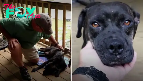 Injured Dog Curls Up In Front Of A Family’s House, Hoping For Their Help