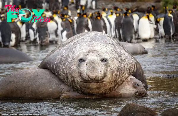 Hands off: Each male elephant seal commands a harem of up to 100 females in well-defined territories on the beach, and will spend the breeding season fighting off challengers - using tusks to claw at each other's necks
