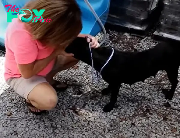 a woman petting a black dog on a leash