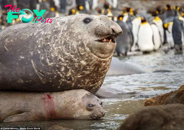 Mr lover lover: Male elephant seals are the largest of all seal species, weighing four tonnes - while their female mates tip the scales at just one tonne, meaning it is difficult for to resist their amorous advances