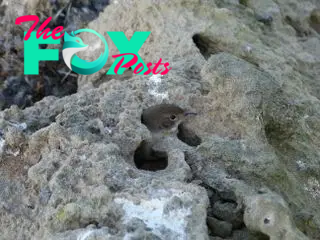a small bird with its head sticking out of a hole in some rocks