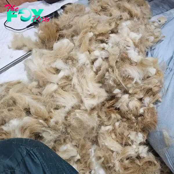 Shaved dogs fur