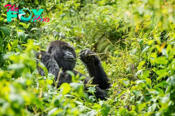 Mountain Gorilla (gorilla beringei beringei) in the green jungle of the Virunga Mountains. Location: Volcanoes National Park (in the border triangle between Rwanda, DR Congo and Uganda), Rwanda, Africa. Shot in wildlife.