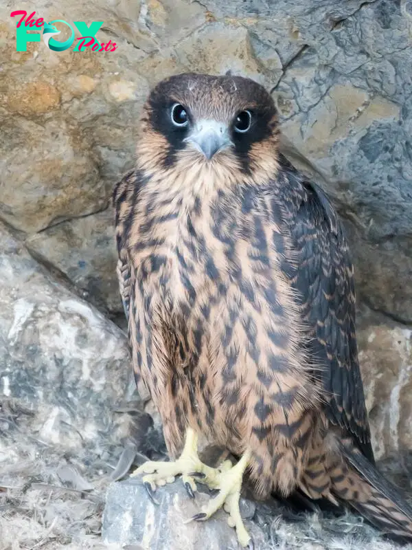 Falcon, Eleonora's | Spotted Woodpecker