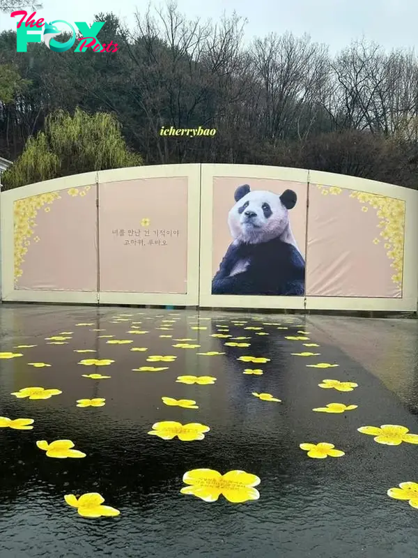 Everland has prepared a canola flower road for Fubao, and even wrote blessings on the canola flowers. Fubao's car will stop here, fans will cheer for Fubao on the canola flower road.