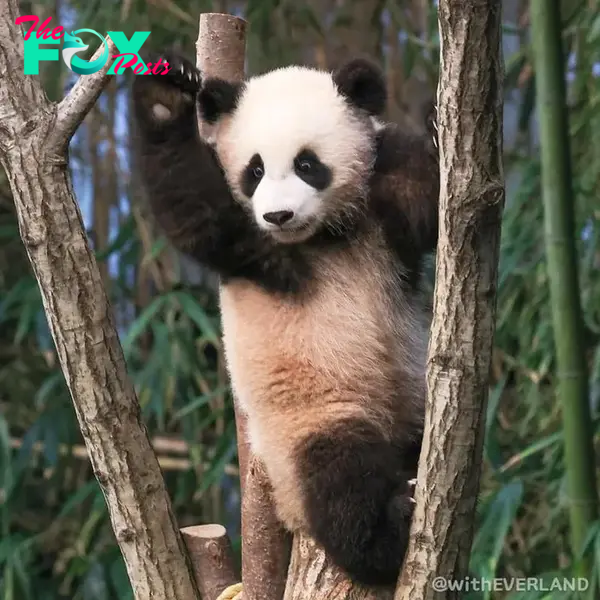 It is no exaggeration to say that Fubao is a true idol when items related to this panda are sought after by fans to buy as soon as they go on sale and are also in a situation where "there are many buyers but the quantity is limited".