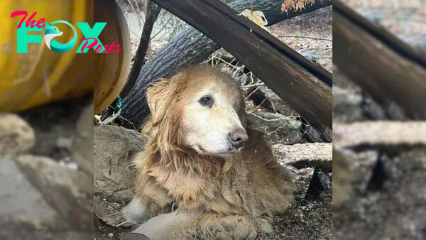 Pup Who Spent 10 Whole Years Leashed Near A Cliff Tears Up When He Finally Sees Kind Hoomans