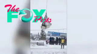 Sedated polar bear is raised by helicopter for transit north in Churchill, Canada.