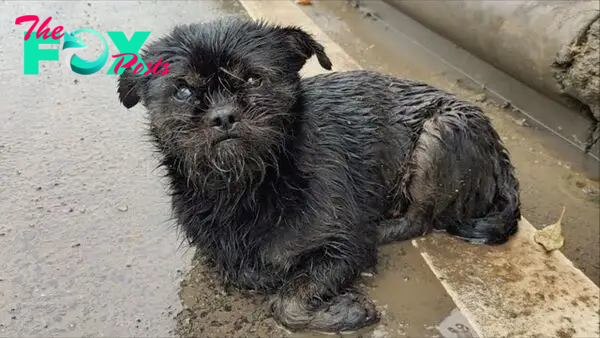 Dog Pregnant With 6 Babies Was Shivering In Heavy Rain Until Good People Came