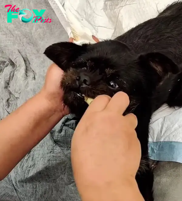 dog getting cleaned up