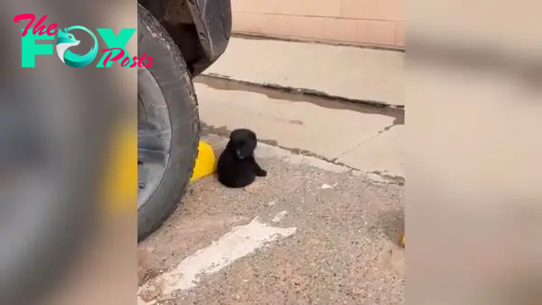 An Adorable ‘Little Bear’ Sleeping In A Store Parking Lot Asks Shoppers To Take Him Somewhere Warm