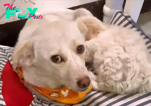 cute white dog laying