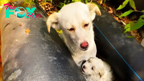 Kind Rescuer Who Rushed To Save A Stray Dog Had No Idea That She Was Not Alone