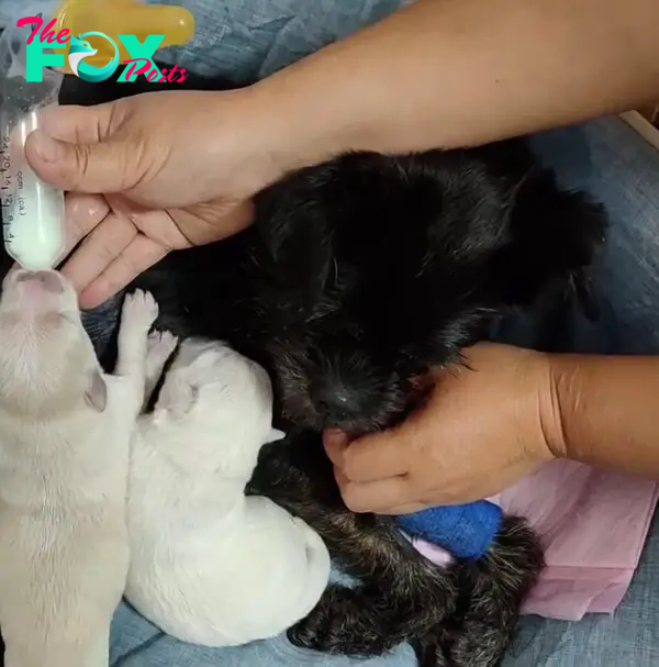bottle feeding the puppies