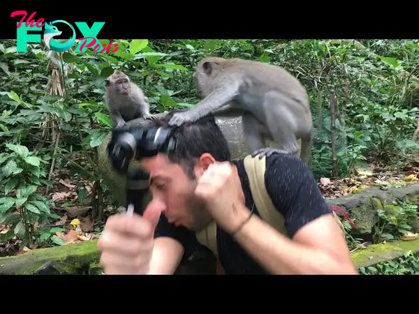 GETTING ATTACKED BY MONKEYS IN BALI - YouTube