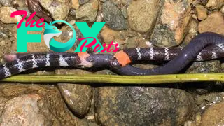 A wider angle of the two coral snakes biting the caecilian.