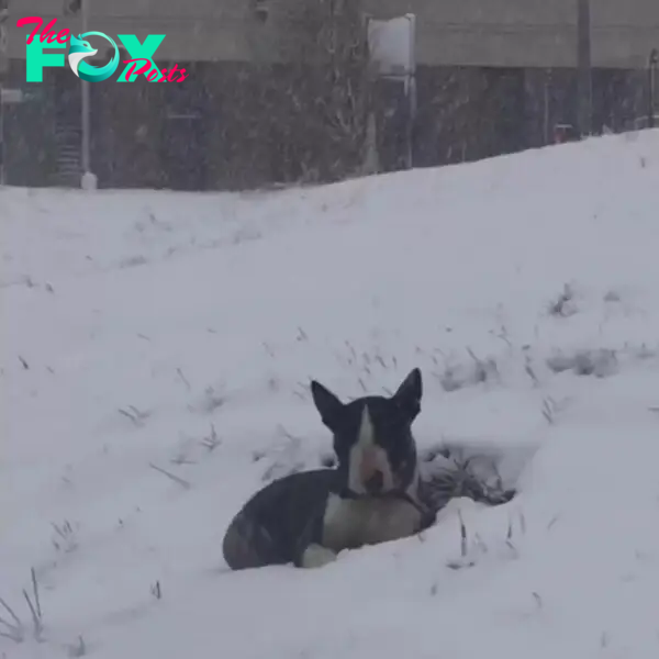 dog laying in snow
