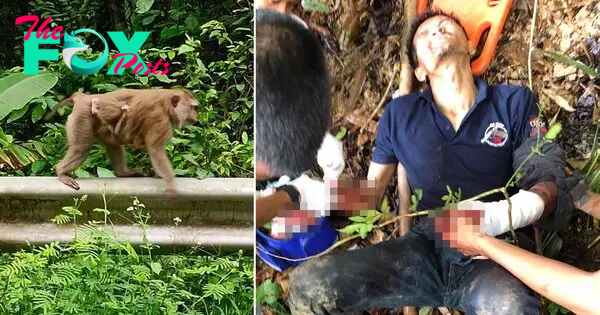 Thailand: 'Devil monkeys' pushed driver down hill and attacked him | World  News | Metro News