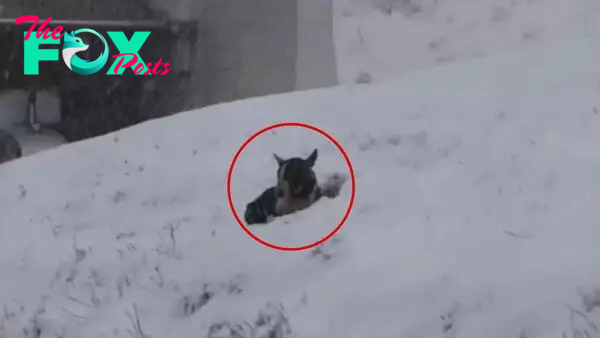 Abandoned Pup Buried In The Snow Hoped Someone Would Notice Him And Then Something Amazing Happened