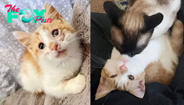 Kitten Continues to Roll Over Purring Even in Rough Shape, Then One Day He Meets Cat and Family of His Dreams