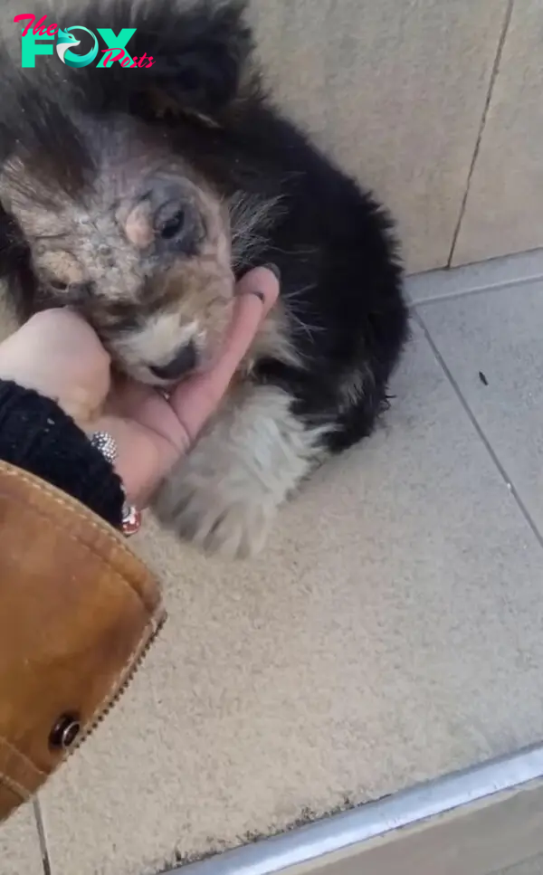 hand holding puppy's head