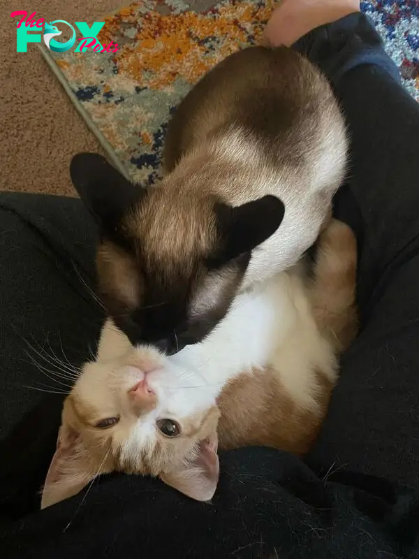 cats snuggling lap kittens
