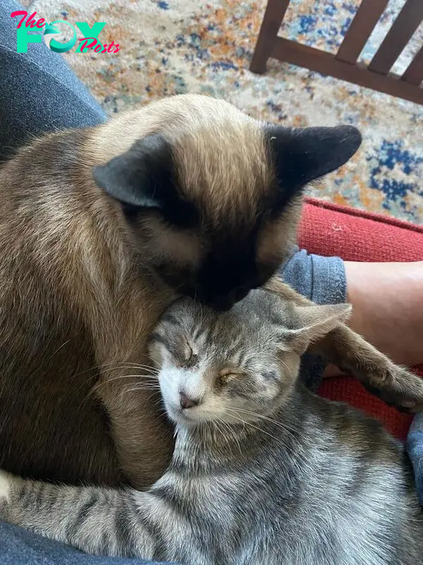 sweet cats snuggling happy