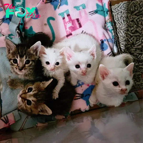 Underweight rescued kitten, Kimmi's Kitties, Love Your Feral Felines, spirit animal, Southern California, 7