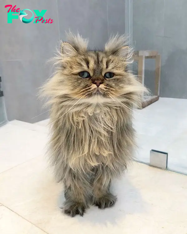 Introducing Barnaby, the Persian Feline with a Perpetual Pre-Coffee Look