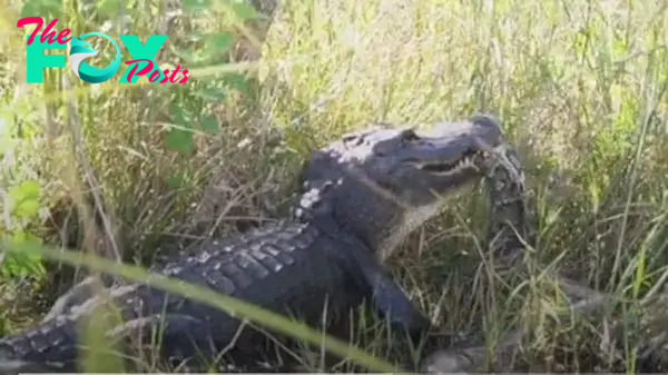Alligator fights python in a scary battle. See terrifying video | Trending - Hindustan Times